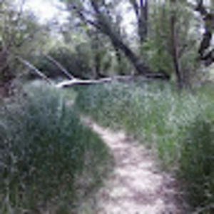 Meet your Posher, Allison kil